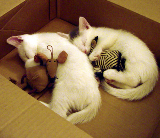 中小学体育课程改革深化成果显著，中小学体育课程改革与发展的现状