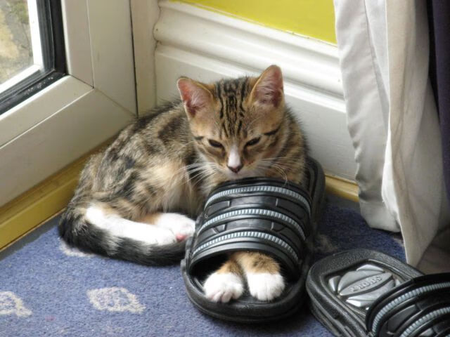 mk体育下载-中国男篮通过实战提升阵地战经验，中国男篮战术